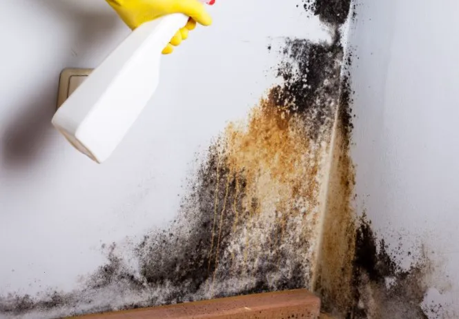 Ventana Mold Removal Picture 6