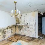National Mold Removal