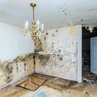 National Mold Removal ico