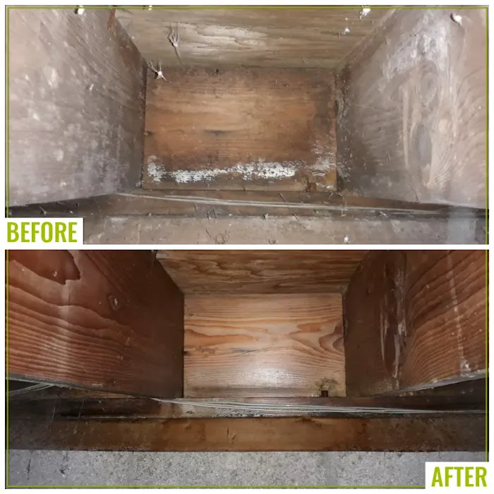 The Mold Removers Picture 9