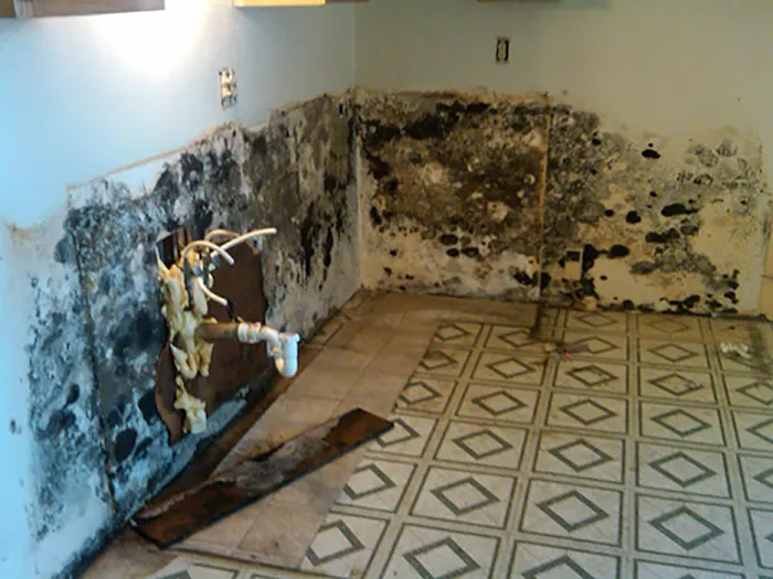 Mold Removal Indianapolis Picture 8