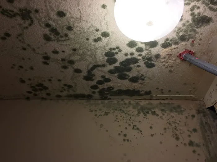 Mold Removal Indianapolis Picture 6