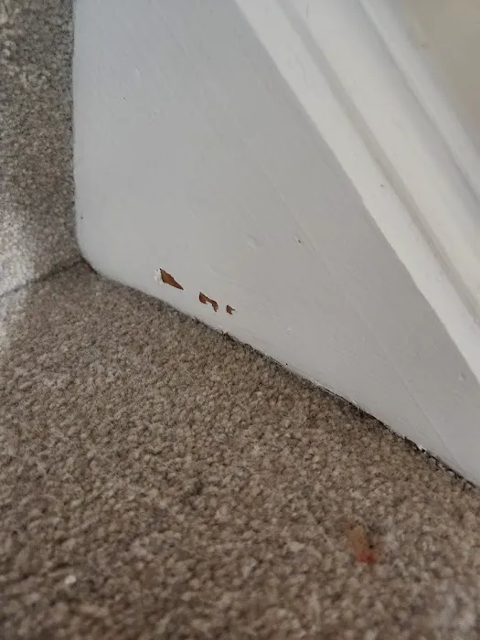 Stanley Steemer Picture 1