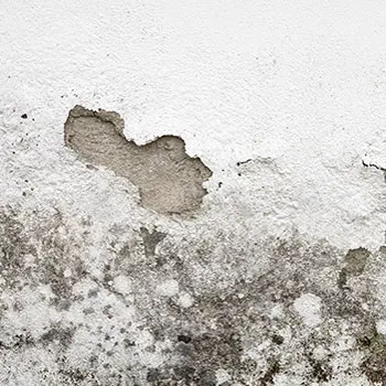 All Dry Indy Picture 4