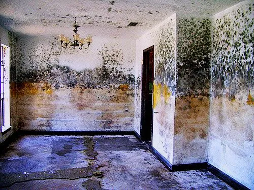 Fundex Mold Picture 2