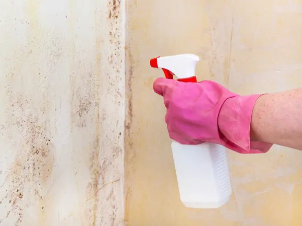 American Mold Experts MidWest Picture 2