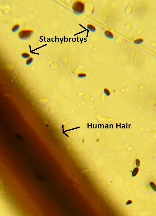 American Mold Experts MidWest Picture 10