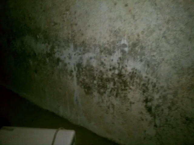 AuntieGen | Mold Removal in Indianapolis Picture 4