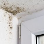 Pittsburgh Mold Remediation Services