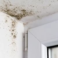 Pittsburgh Mold Remediation Services ico