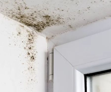 Pittsburgh Mold Remediation Services