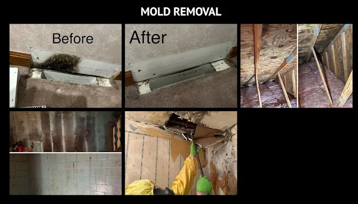 Mold Stingers Picture 5