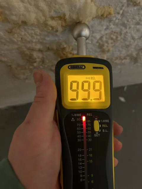 Mold Stingers Picture 3