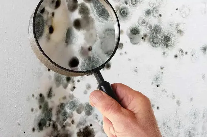 Pittsburgh Mold Removal Solutions Picture 6