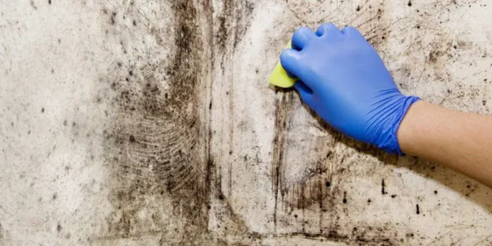 Pittsburgh Mold Removal Solutions Picture 3