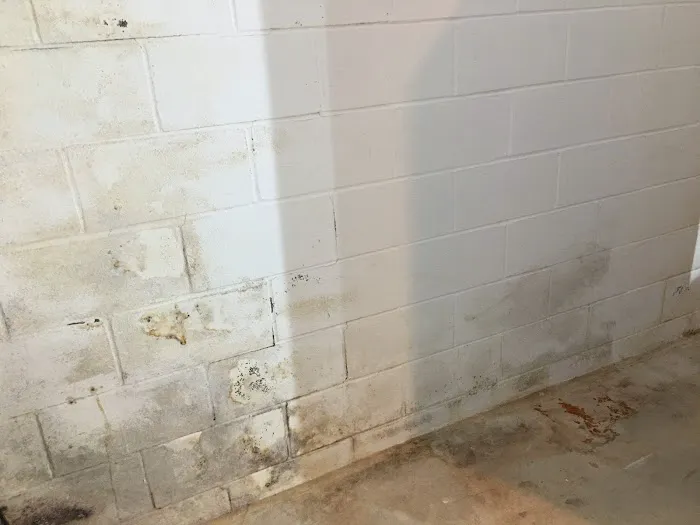 Ahold of Mold Picture 6