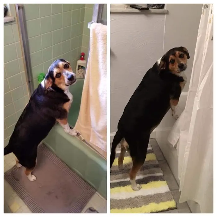 Bucci Home Improvements and Restoration, LLC Picture 6