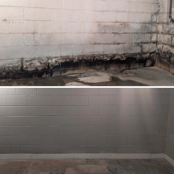 Comprehensive Mold Picture 1