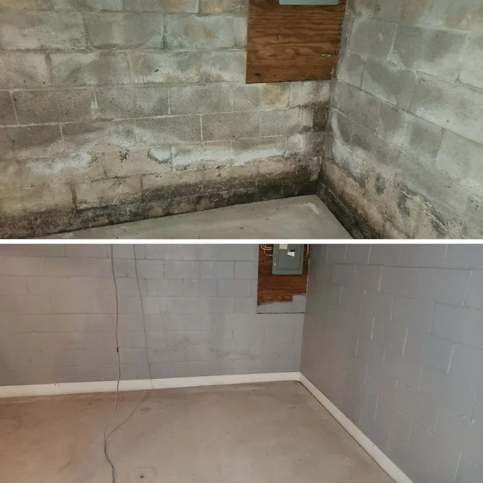 Comprehensive Mold Picture 4