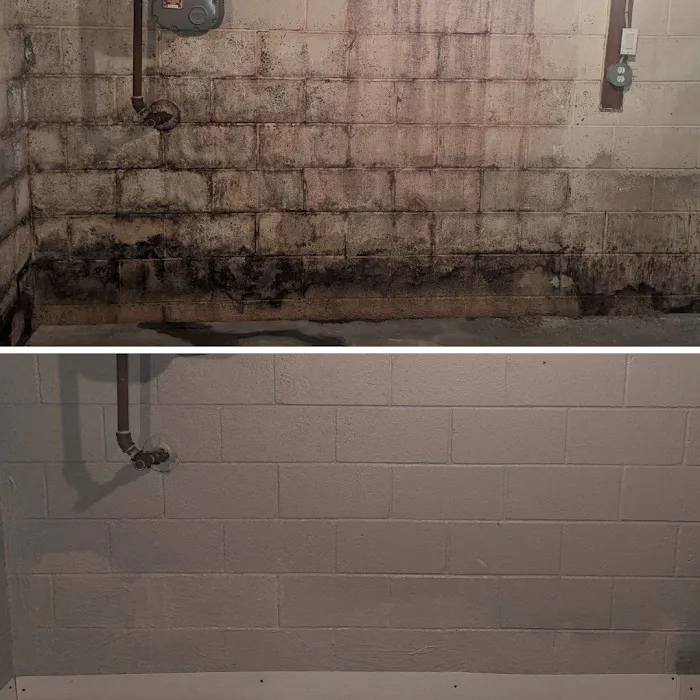 Comprehensive Mold Picture 2