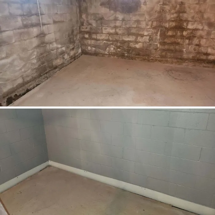 Comprehensive Mold Picture 3