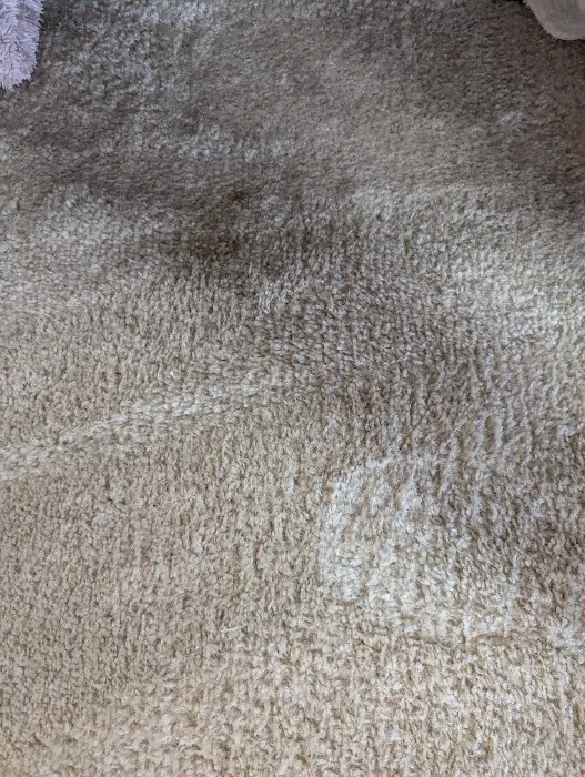 Stanley Steemer Picture 6