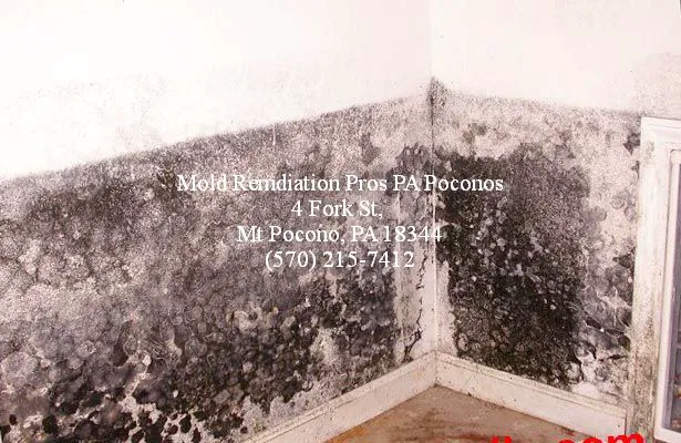 Mold Pros PA Picture 3