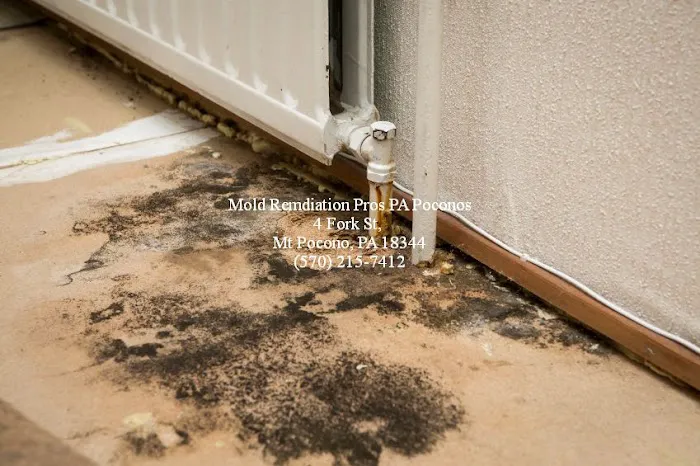 Mold Pros PA Picture 4