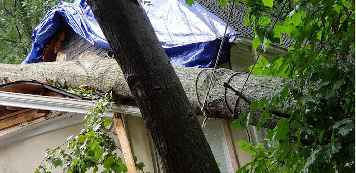 BRAVADO GROUP RESTORATION Picture 7