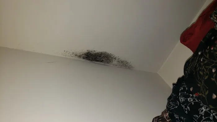 Experts mold removal Picture 5