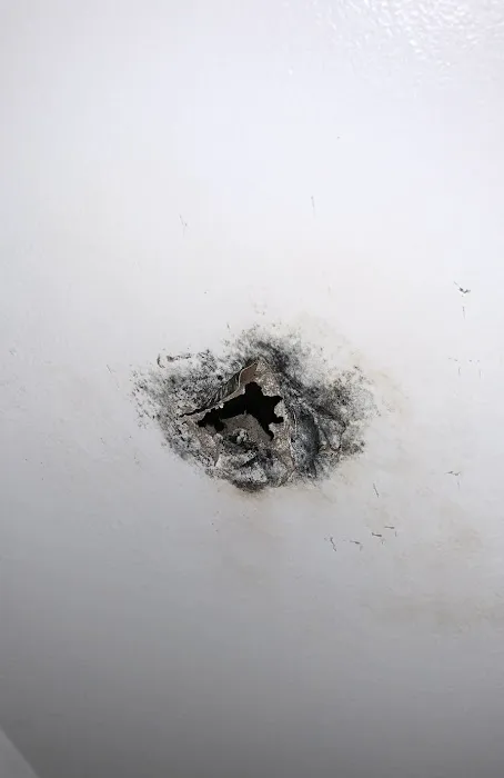 Experts mold removal Picture 1