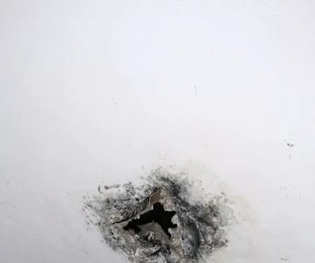 Experts mold removal