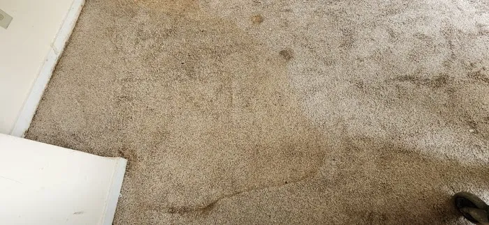 Experts mold removal Picture 10