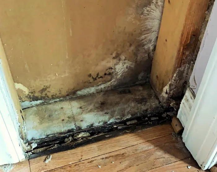 Experts mold removal Picture 3