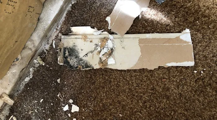 Experts mold removal Picture 8