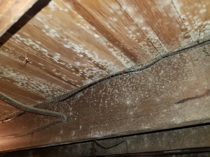 Slate Belt Mold Tech Picture 8