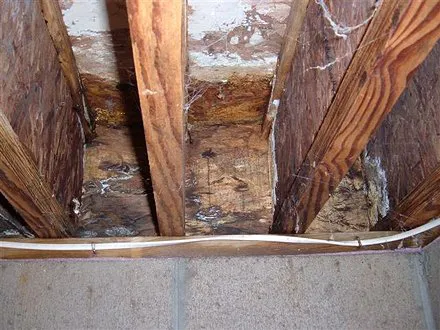 Slate Belt Mold Tech Picture 4