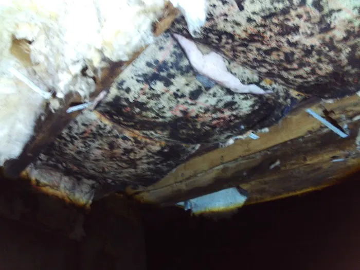 Slate Belt Mold Tech Picture 1