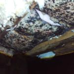 Slate Belt Mold Tech