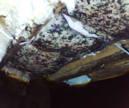 Slate Belt Mold Tech