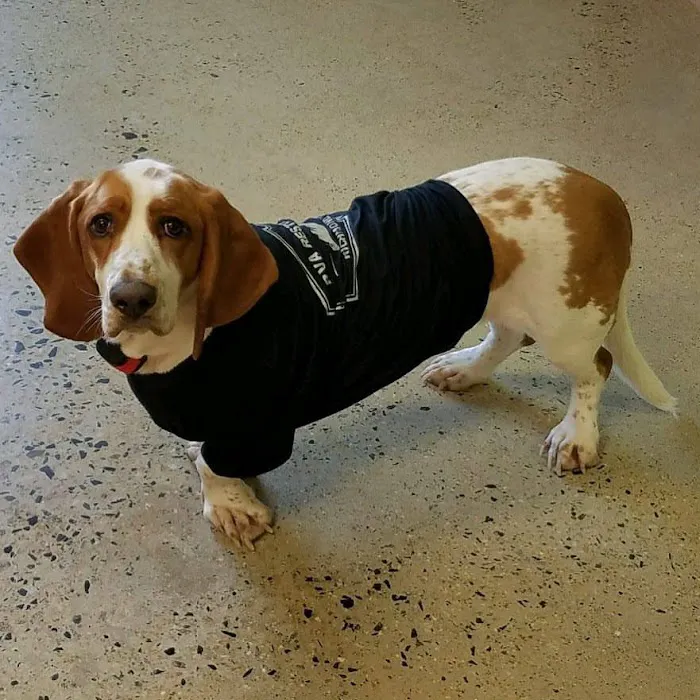 RVA Restoration Picture 5