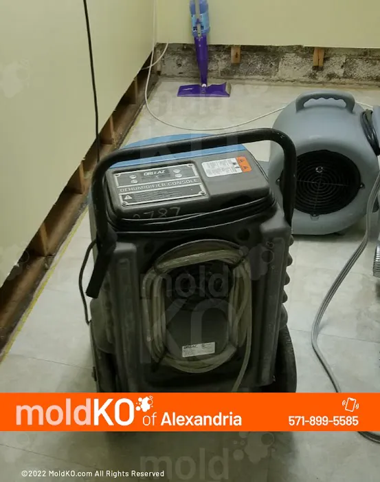 Mold KO of Alexandria Picture 1