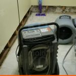 Mold KO of Alexandria