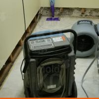 Mold KO of Alexandria ico