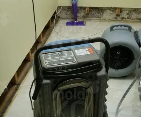 Mold KO of Alexandria