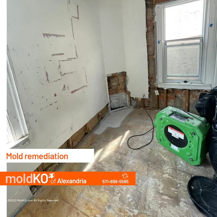 Mold KO of Alexandria Picture 2