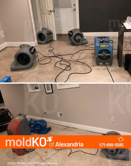 Mold KO of Alexandria Picture 7