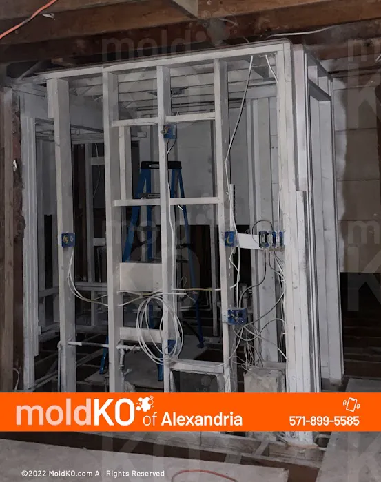 Mold KO of Alexandria Picture 9