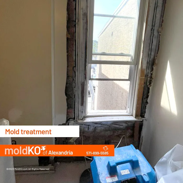 Mold KO of Alexandria Picture 4