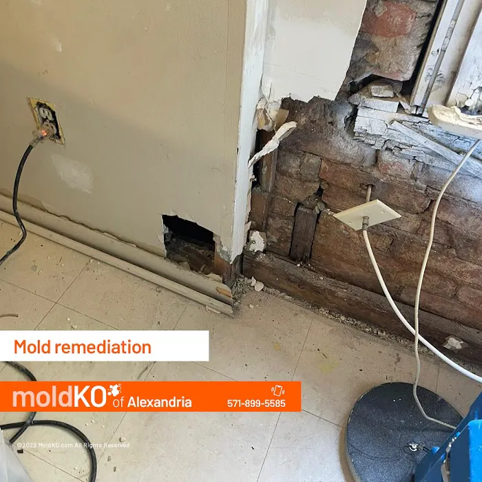 Mold KO of Alexandria Picture 10